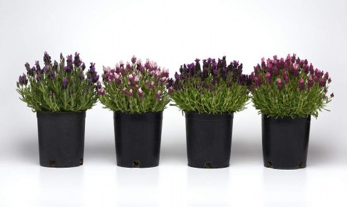 lavandula bandera